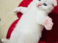 Scottish fold yavru sahiplendirme