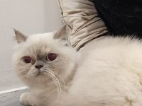 Exotic Shorthair Dişi Kısır Değil