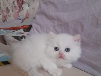 Teslime hazır iran kedisi bebeklerim