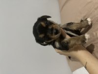 Yorkie bebekler 2 dişi 3 erkek