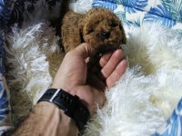 Gerçek Teacup Kore poodle bebekler