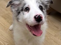 2 aylık blue merle border collie