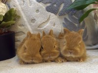 Hollanda Cücesi Netherland Dwarf Tavşan