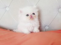 Persian bebişler