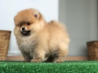 2.5 aylık 2 dişi ve 1 erkek pomeranian boo yavrular