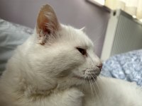 ANKARA KEDİSİ BULUT KALICI AİLESİNİ ARIYOR