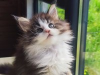 Tüm aşı ve belgeler ile eksiksiz kayıtlı şecereli maine coon