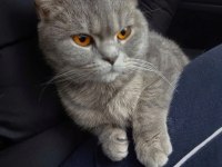British shorthair dişi 9 aylık