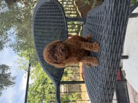 Kore poodle kızlar ve erkekler
