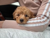 Toy Poodle Bebeklerimiz