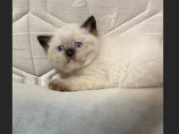 SAFKAN AYI SURATLI MAVİ GÖZ BRİTİSH YAVRULARIMIZ