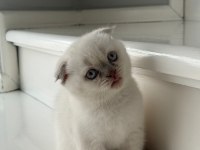 Yeni doğmuş minik british shorthair yavrular