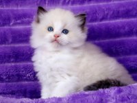 Bebek Surat Ragdoll güzeli