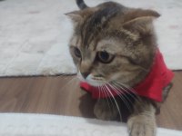 Taşınmadan dolayı kedimi sahiplendiriyorum
