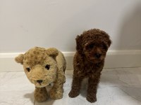 Kore Kan Teacup Poodle Dişi / Erkek 850 gram 2 buçuk aylık