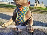 İSABELLA TAN DİŞİ FRENCH BULLDOG