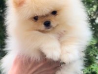 Fcı Export sçr li pomeranian yavrular petmode den