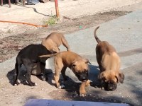 Şampiyon anne babanın cane corso yavruları