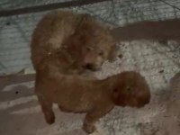 Teacup poodle küçük boy bebeklerim
