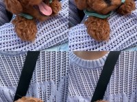 Toy Poodle 2 Aylık