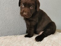Labrador Bebeklerimiz