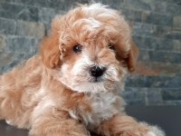 TEA CUP MALTİPOO YAVRULARİ İSTANBUL 