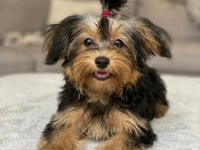 Baldan tatlı yorkshire terrier yavrular