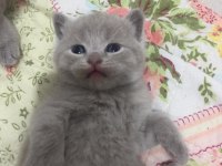 Scottish fold yavrular