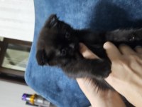 Scottish fold siyah kedimiz