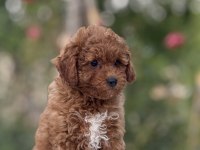 Korea kan toy poodle bebekler
