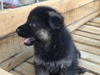 Safkan Alman Kurdu Yavrularımız Yeni Yuvalarını Bekliyor