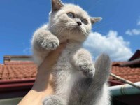 Sitenin güzeli british shorthair