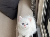 Güzellik Abidesi British Shorthair Yavrum
