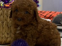 TUVALET EĞİTİMLİ KİLO GARANTİLİ TOY POODLE YAVRULARIM