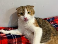Scottish fold takip şartıyla ücretsiz yuva