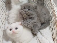 Veteriner Kontrollü Bebek Kedilerimiz