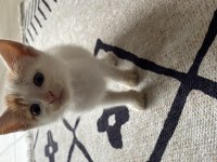 2 aylık tekir yavrularımızı ücretsiz sahiplendiriyoruz