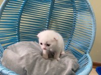 Scottish fold yavrularımız