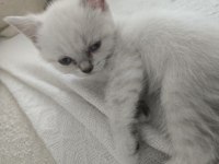 45 günlük british shorthair teslime hazır