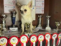 Şivava Türkiye Şampiyonu Babanın Yavruları Chihuahua