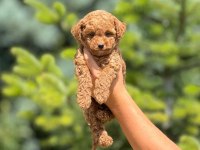Toy poodle köpeği bebeklerimiz