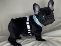 FRENCH BULLDOG KÖPEĞİMİZ