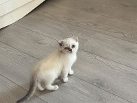 2.5 aylık erkek scottish fold