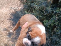 Orijinal Boxer Yavruları