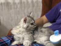 British Longhair