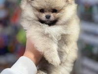 Teddy Bear Pomeranian Boo Şehirdışı Gönderilir