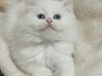 A+ BRİTİSH LONGHAİR