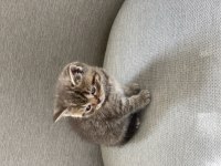 Golden tabby scottish straight