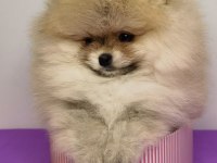 TEDDY BEAR POMERANİAN YAVRULARI