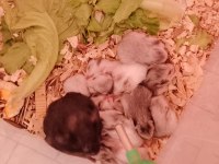 Erkek dişi hamste yavrular ve 6 haftalık büyük yavrular